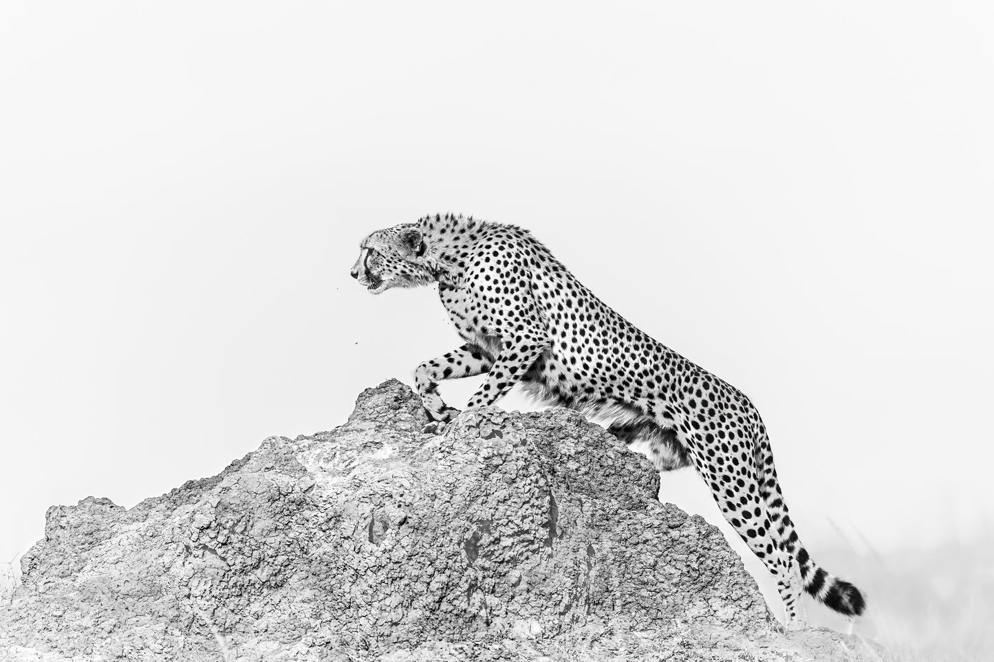"Graceful Ascent"