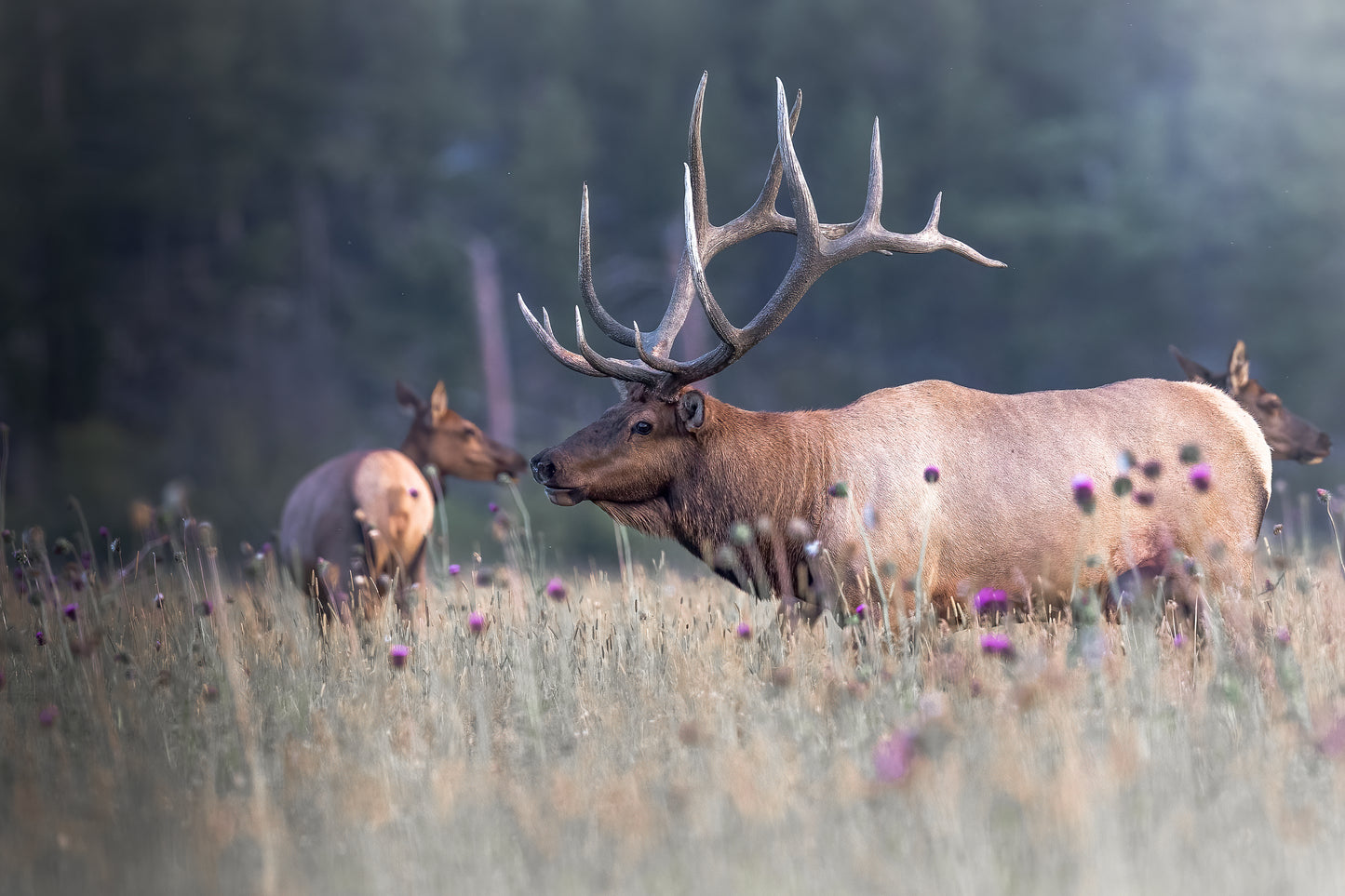 "Kissing in the Meadow"