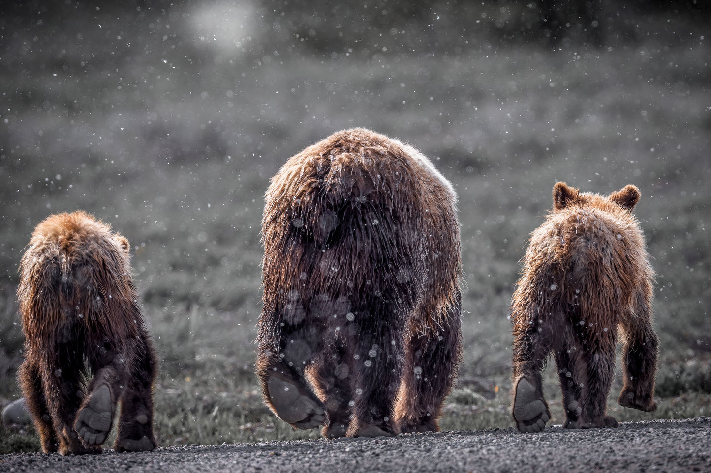 "Bear Paws"