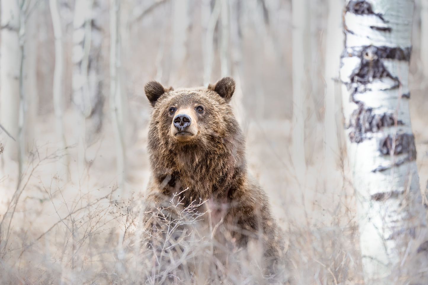 "Among the Aspens"