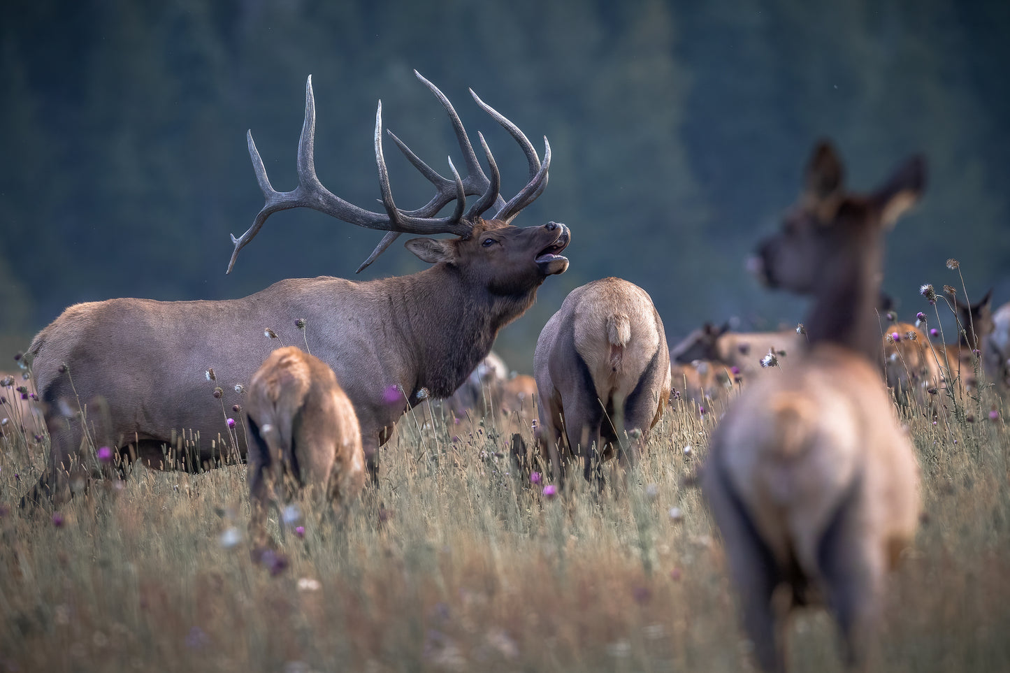 "King of the Meadow"